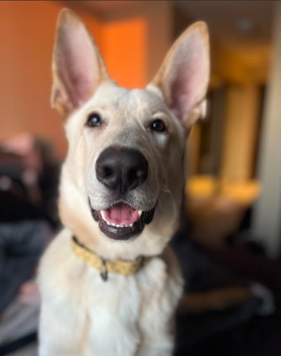 JOKER - Shepherd available for adoption