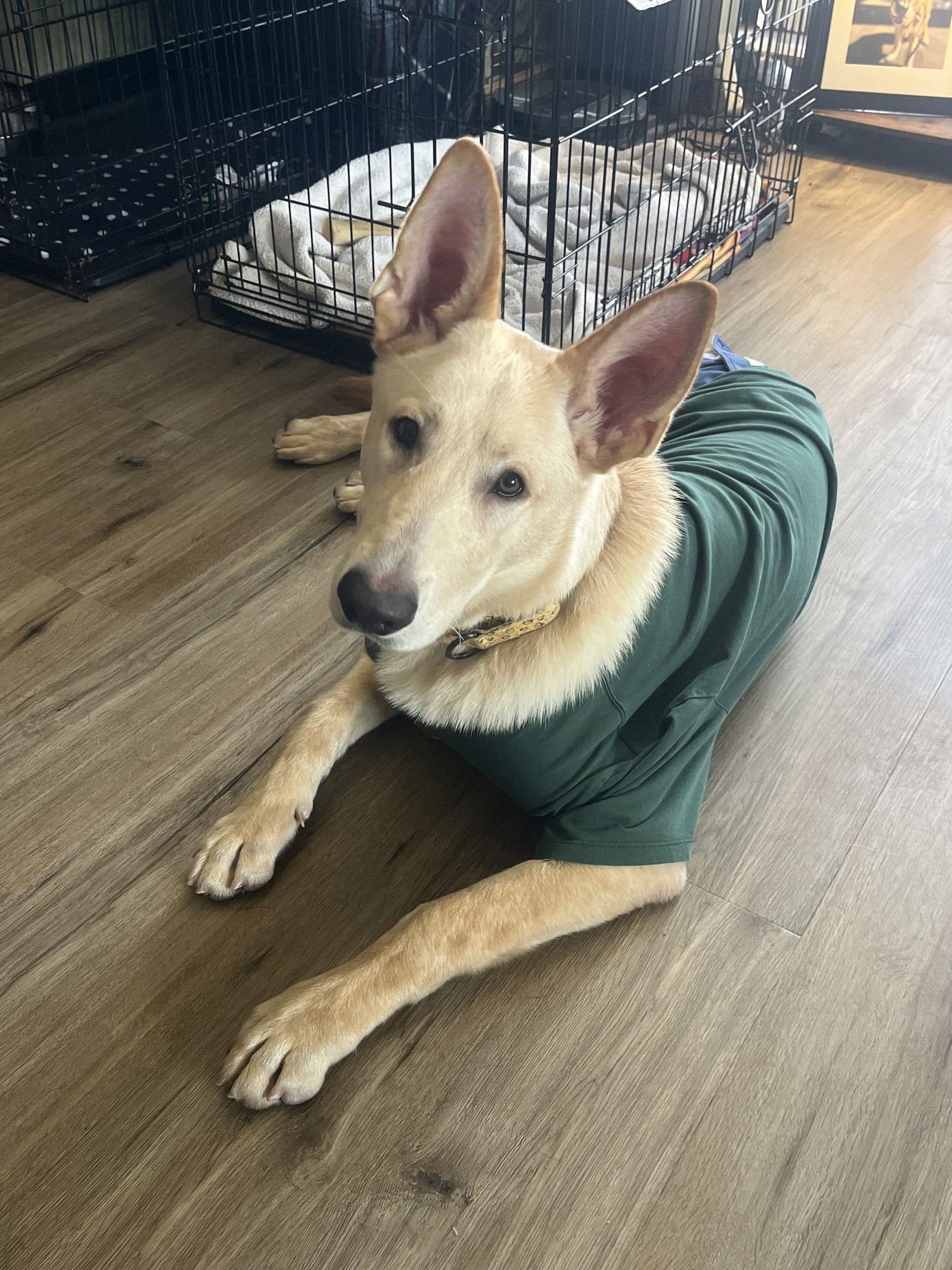 JOKER - Shepherd available for adoption