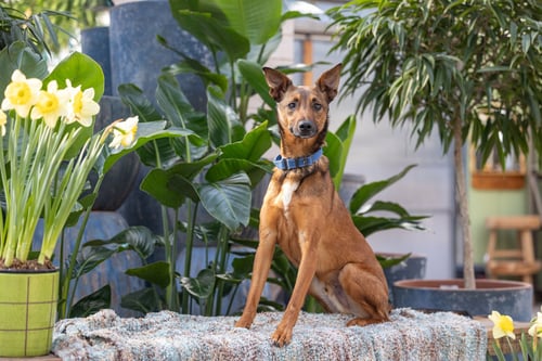 TULANE - German Shepherd Dog / Terrier available for adoption