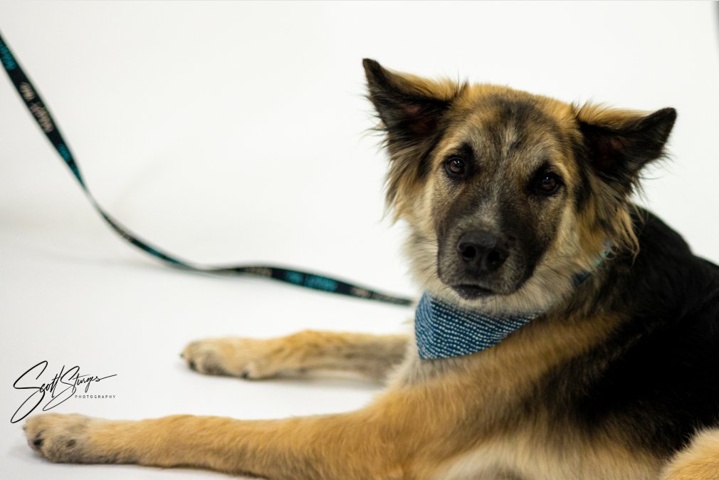 PIPER - Shepherd available for adoption