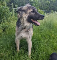 Piper - Photo 9