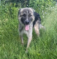 Piper - Photo 8