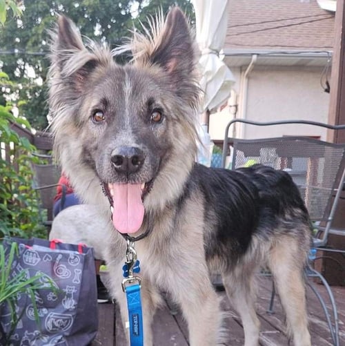 PIPER - Shepherd available for adoption