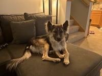 Piper - Photo 7