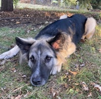 Piper - Photo 4