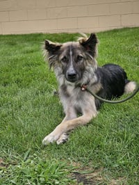 Piper - Photo 5