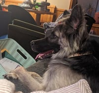 Piper - Photo 10