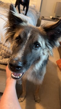 Piper - Photo 6