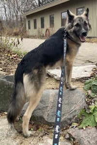 Piper - Photo 3