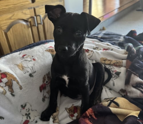 BEN - Terrier available for adoption