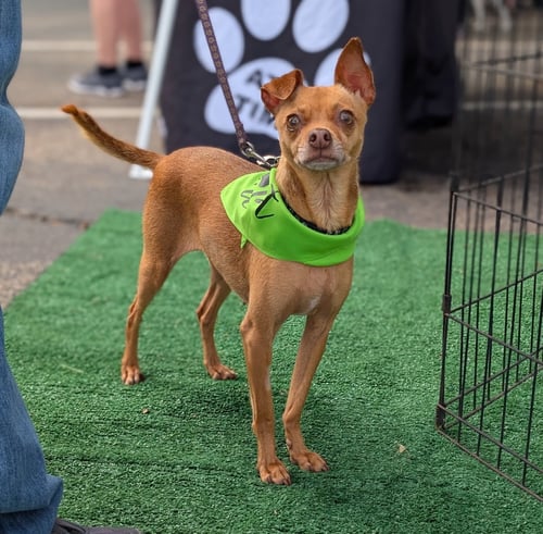 JACINTA - Chihuahua available for adoption