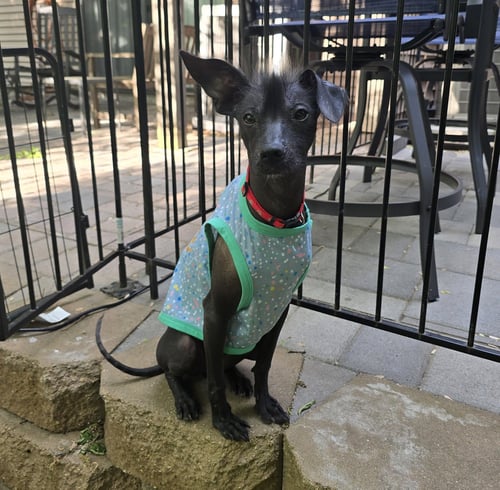DANTE - Xoloitzcuintle/Mexican Hairless available for adoption