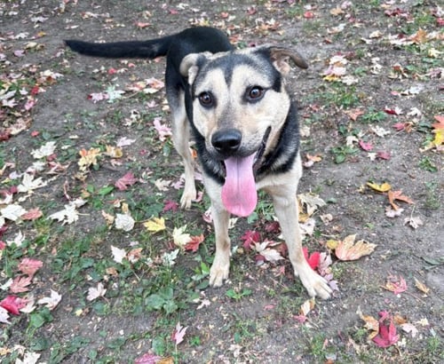 NORBERT - Shepherd available for adoption