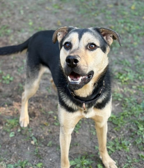 NORBERT - Shepherd available for adoption