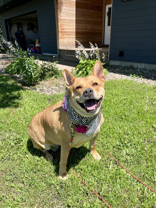 ETHEL - Terrier available for adoption