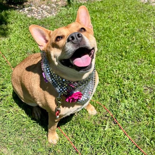 ETHEL - Terrier available for adoption