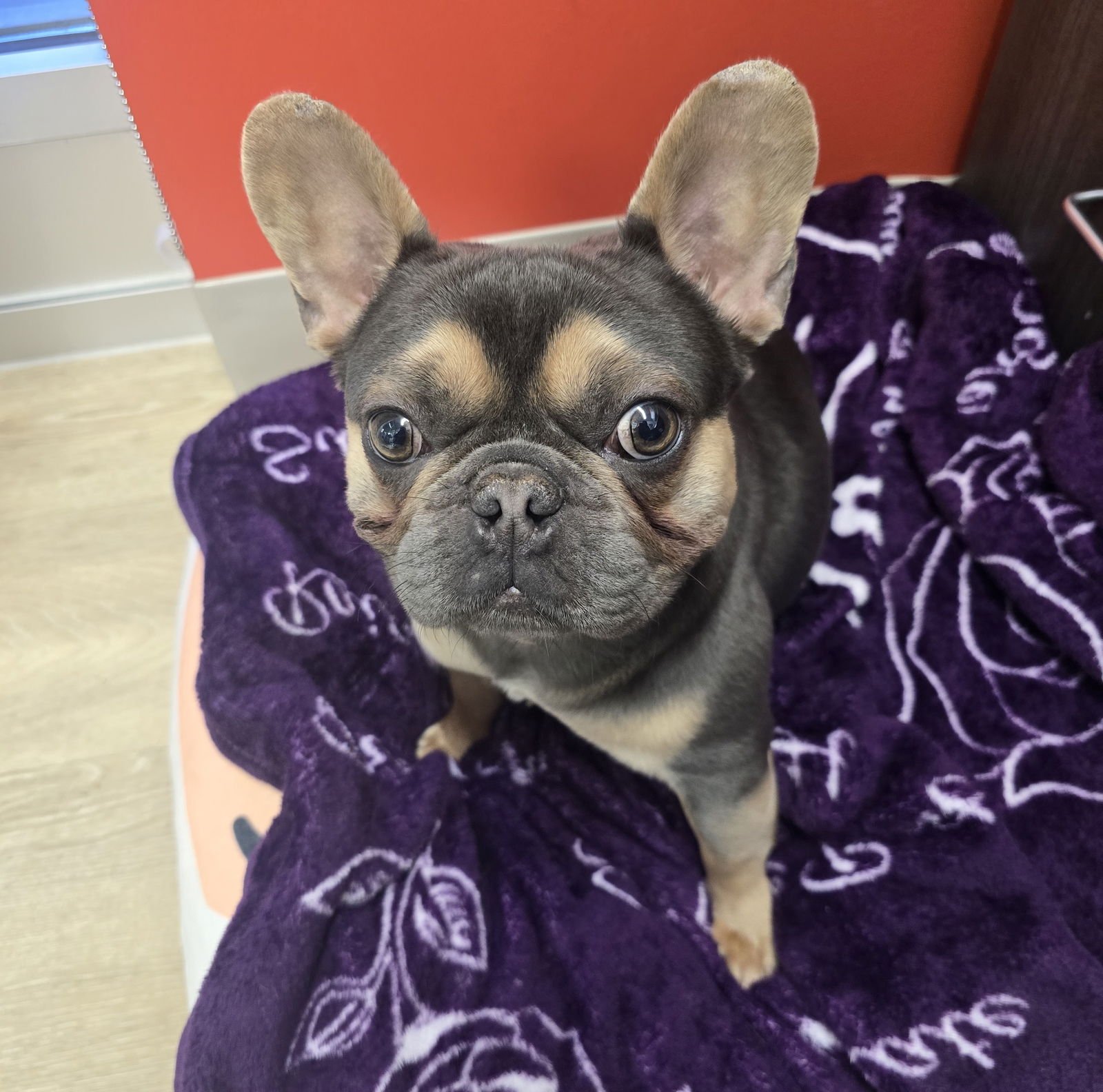 COSMO - French Bulldog available for adoption
