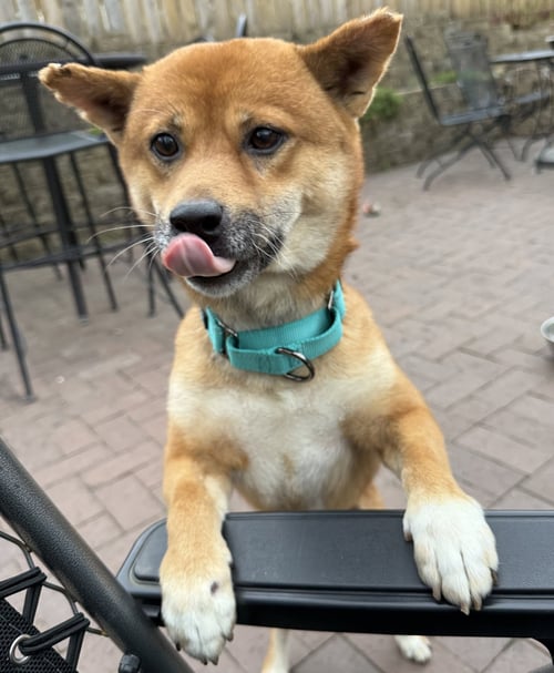 GROOVY - Shiba Inu available for adoption