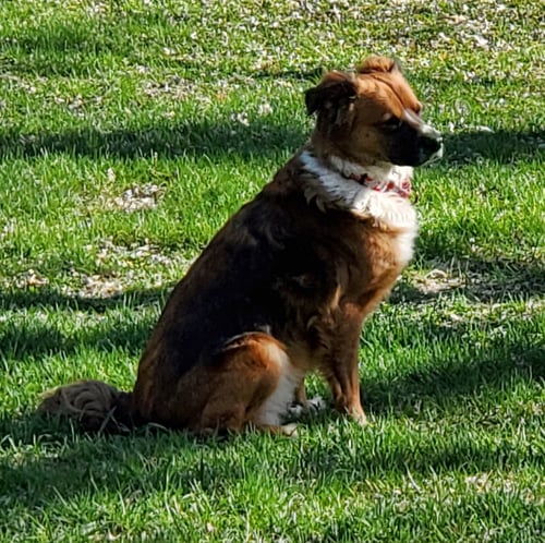VERO - English Shepherd available for adoption