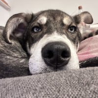 Niles - Photo 10