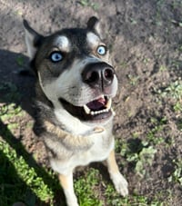 Niles - Photo 1