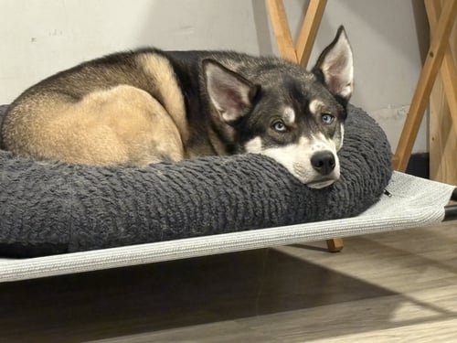 NILES - Shepherd available for adoption