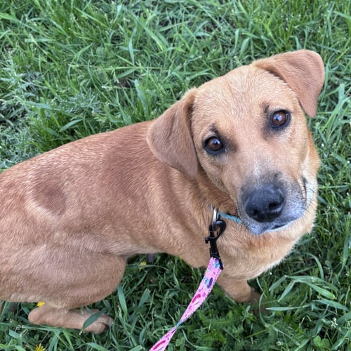 SALLY - Labrador Retriever / Terrier available for adoption