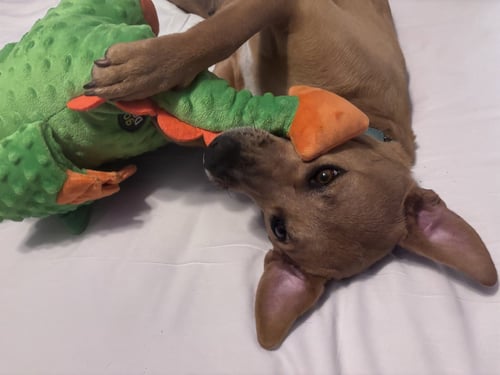 SALLY - Labrador Retriever / Terrier available for adoption