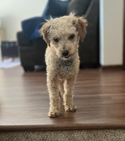 Owen Image