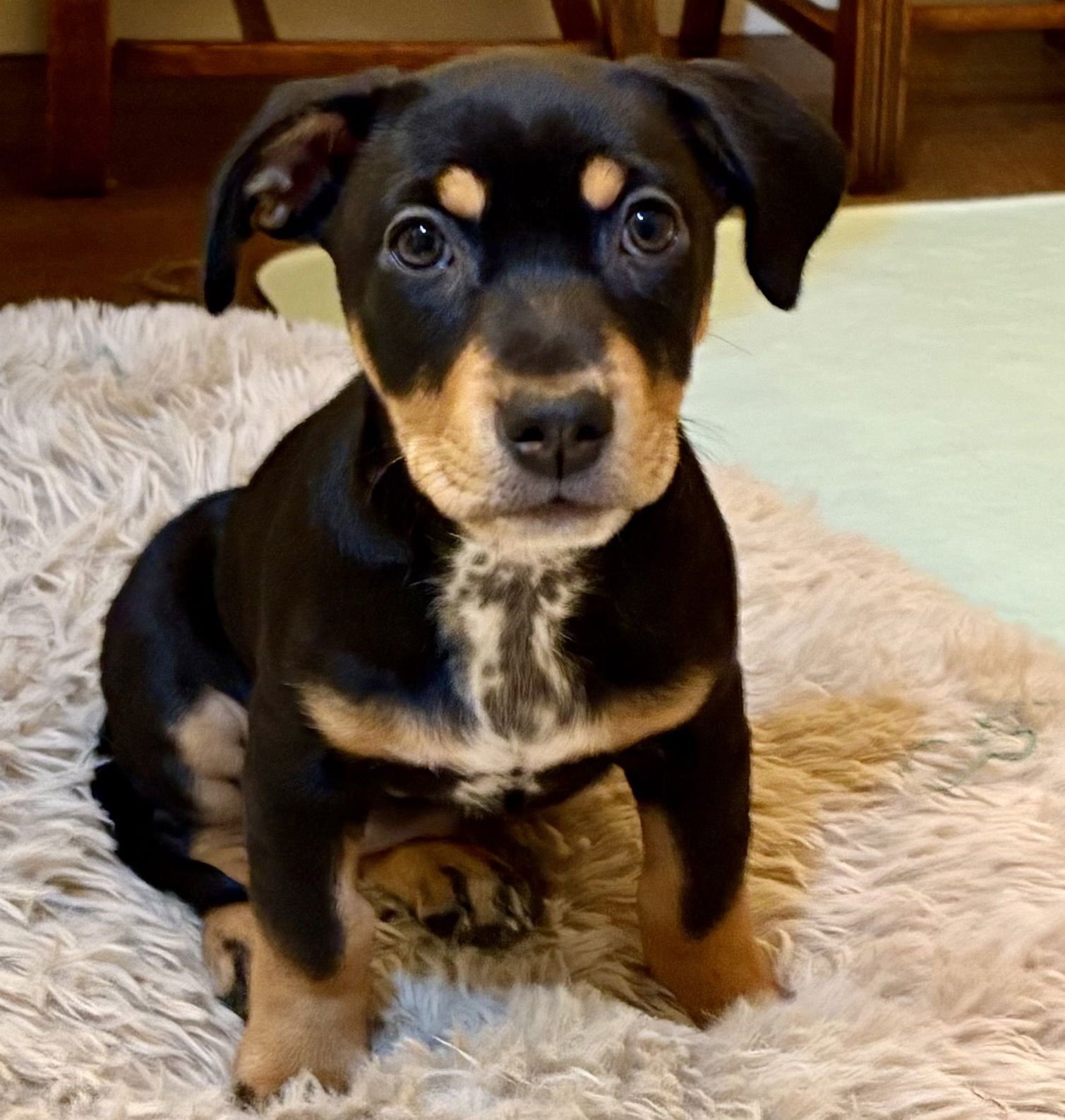 DOMINO - Terrier available for adoption