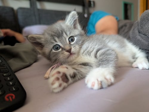 MISO