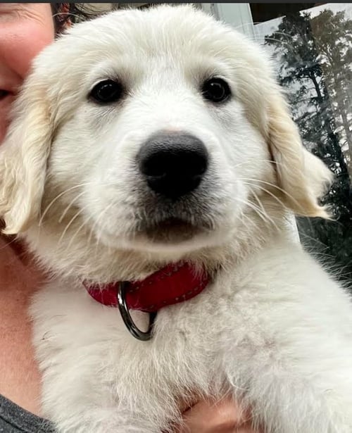 JAMIE - Great Pyrenees available for adoption
