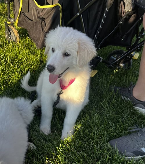JAMIE - Great Pyrenees available for adoption