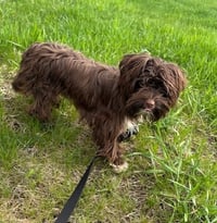 Wilson - Photo 5
