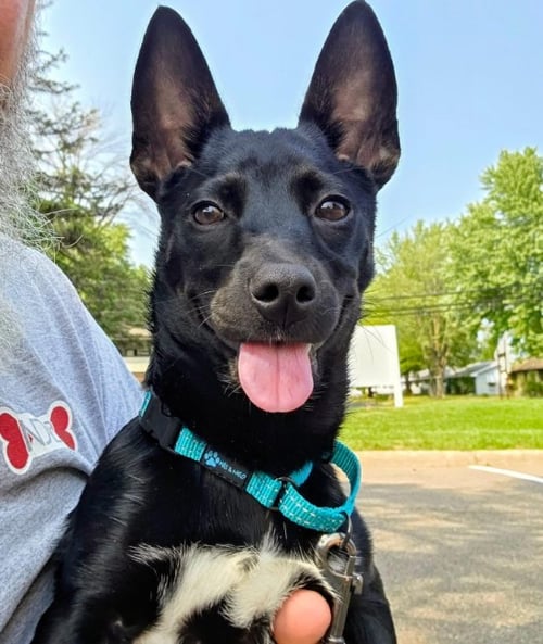 JELLY - Chihuahua available for adoption