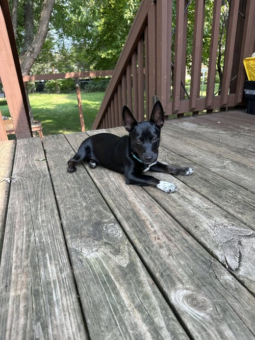 JELLY - Chihuahua available for adoption
