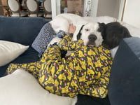 Finn - Photo 4