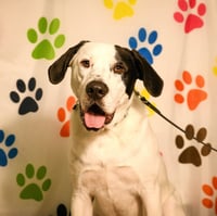 Finn - Photo 6