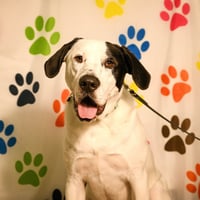 Finn - Photo 6