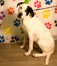 Finn - Photo 1
