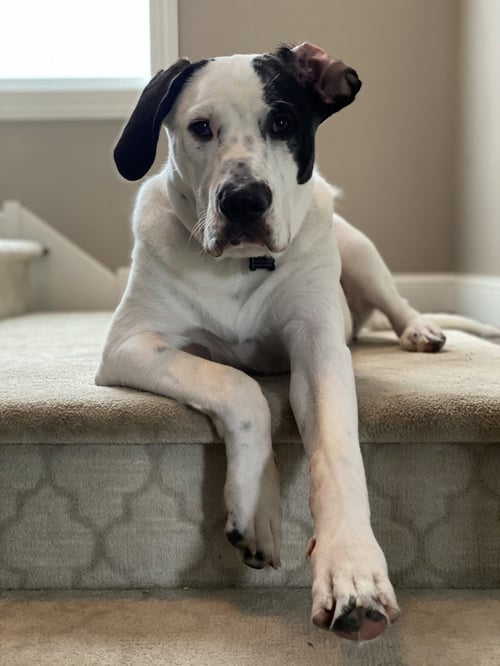 FINN - Pit Bull Terrier available for adoption