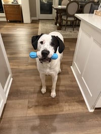 Finn - Photo 3