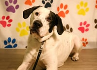 Finn - Photo 5