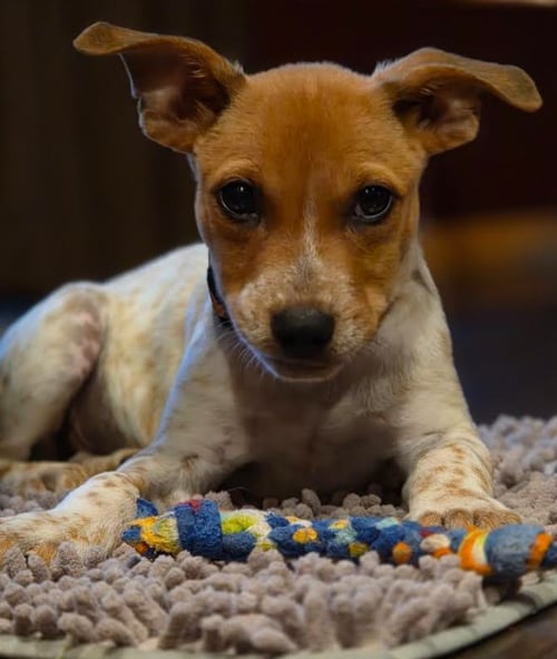 PEPIN* - Australian Cattle Dog/Blue Heeler available for adoption