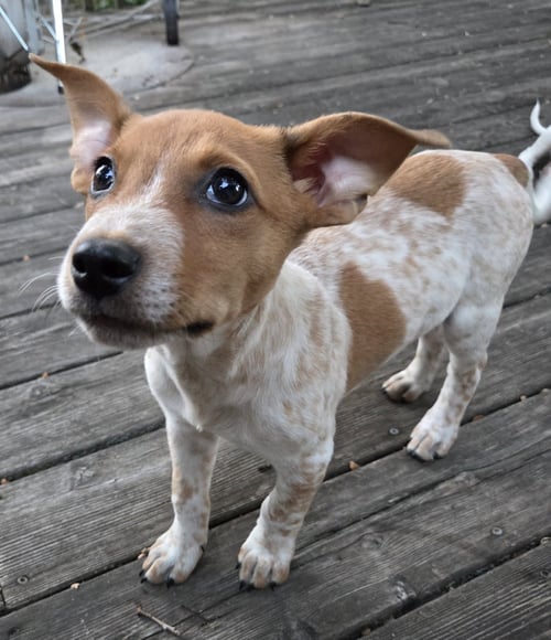 PEPIN* - Australian Cattle Dog/Blue Heeler available for adoption