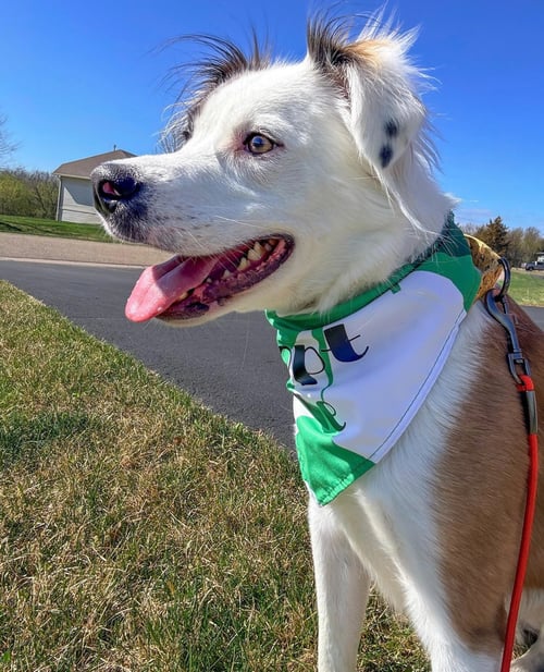LENTIL - Springer Spaniel available for adoption