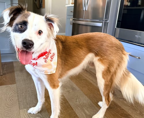 LENTIL - Springer Spaniel available for adoption