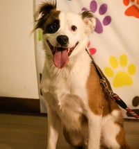 Lentil - Photo 4