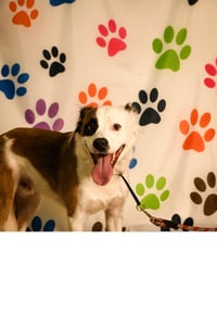 Lentil - Photo 5