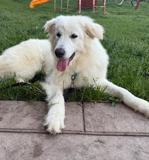 LUCA - Great Pyrenees available for adoption